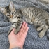 🌰 Laz Kızı FİNDUK (2 Aylık) Ömürlük Yuvasını Bekliyor 🐾 fotoğraf