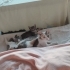 TERAS BEBELERİNE YUVA ARIYORUZ fotoğraf