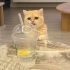 British shorthair kedimize yuva 🤍 fotoğraf