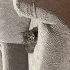 2 aylık dişi yavru fotoğraf