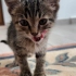 Enerjik, sevimli, dost canlısı fotoğraf