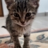 Enerjik, sevimli, dost canlısı fotoğraf