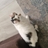 Akıllı, uysal, can dostu fotoğraf