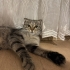 İZMİR AŞIRI SICAKKANLI YAVRUMUZ SCOTİS TİGER TABY. AİLESİ TARAFINDAN TERKEDİLDİ fotoğraf
