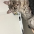 Oyuncu ve arkadaş canlısı tekir kedime acil yuva fotoğraf