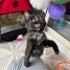 🐾 2 Aylık Dişi Yavru Kediye Ömürlük Yuva Arıyoruz fotoğraf