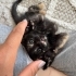🐾 2 Aylık Dişi Yavru Kediye Ömürlük Yuva Arıyoruz fotoğraf