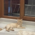 1 YAŞINDA KISIR ÇİPLİ AŞILARI TAM BRİTİSH SHORTHAİR KIZ YUVA ARIYOR YENİMAHALLE fotoğraf