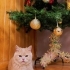1 YAŞINDA KISIR ÇİPLİ AŞILARI TAM BRİTİSH SHORTHAİR KIZ YUVA ARIYOR YENİMAHALLE fotoğraf