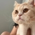 1 YAŞINDA KISIR ÇİPLİ AŞILARI TAM BRİTİSH SHORTHAİR KIZ YUVA ARIYOR YENİMAHALLE fotoğraf