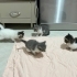 bahçemize bırakılan 5 yavru kardeşe yuva arıyoruz fotoğraf