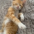 Sokağa dönmesin BEBİ için acil YUVAAA fotoğraf