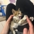 Yavru kedi sahiplendirme fotoğraf