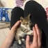 Yavru kedi sahiplendirme fotoğraf