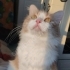Güzeller güzeli Tarçın a yuva fotoğraf