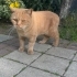 sarı sokağa atılmış 6 yaşında bir cins kedi kırması. fotoğraf