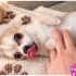 Ücretsiz sahiplenme chihuahua fotoğraf