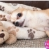Ücretsiz sahiplenme chihuahua fotoğraf