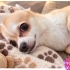 Ücretsiz sahiplenme chihuahua fotoğraf