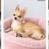 Ücretsiz sahiplenme chihuahua fotoğraf