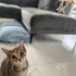 Tofi’ye Yuva Arıyoruz fotoğraf