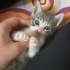 1 AYLIK YAVRU KEDİ fotoğraf