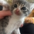 1 AYLIK YAVRU KEDİ fotoğraf