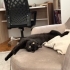 5 Aylık British Shorthair Oğlum fotoğraf