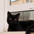 5 Aylık British Shorthair Oğlum fotoğraf