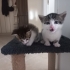 ÜCRETSİZ EV KEDİSİ SAHİPLENDİRME fotoğraf