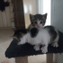 ÜCRETSİZ EV KEDİSİ SAHİPLENDİRME fotoğraf