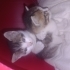 ÜCRETSİZ EV KEDİSİ SAHİPLENDİRME fotoğraf
