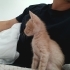Oyuncu meraklı ve bi o kadar da tatlı Holmes yuvasını arıyor fotoğraf