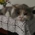 Kısırlaştırılmış, hiç doğum yapmamış, inanılmaz uysal kedi fotoğraf