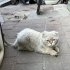Sokağa atılan güzel bir oğlan fotoğraf