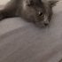 Çok sevecen çok uysal fotoğraf