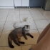 Tatlı oğluma yuva arıyoruz fotoğraf