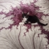 Smokin dişi kedi için acil yuva arıyoruz fotoğraf