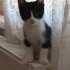 Smokin dişi kedi için acil yuva arıyoruz fotoğraf