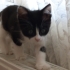Smokin dişi kedi için acil yuva arıyoruz fotoğraf
