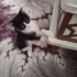 Smokin dişi kedi için acil yuva arıyoruz fotoğraf