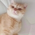 Ares yuva arıyor fotoğraf