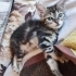Zümrüt yuva arıyor fotoğraf