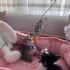 Bebekler ömürlük yuvalarını arıyorlar fotoğraf