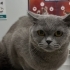 Dişi british kısır 1 yaş fotoğraf