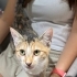 Şans kedisi calico Miya ömürlük yuvasını arıyor fotoğraf