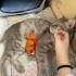 British Shorthair ve Tekir melezi Bebi Ömürlük Yuvasını arıyor! fotoğraf