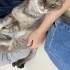 British Shorthair ve Tekir melezi Bebi Ömürlük Yuvasını arıyor! fotoğraf