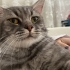 British Shorthair ve Tekir melezi Bebi Ömürlük Yuvasını arıyor! fotoğraf