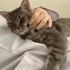 British Shorthair ve Tekir melezi Bebi Ömürlük Yuvasını arıyor! fotoğraf